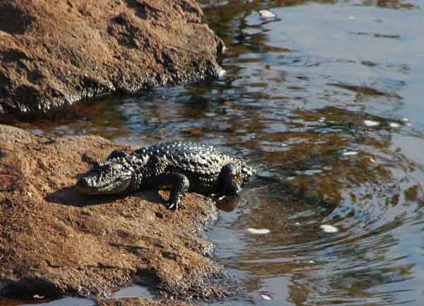Caiman - parque nacional de Iguazu - Argentina 2.jpg